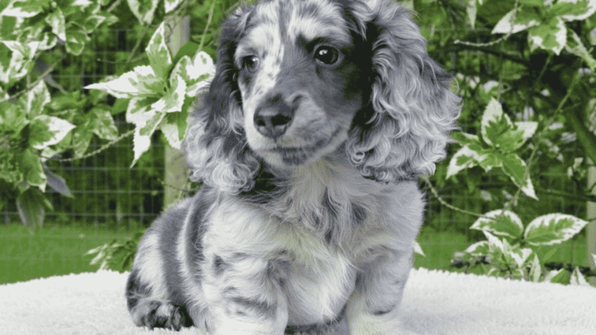 types of dachshunds piebald dachshund