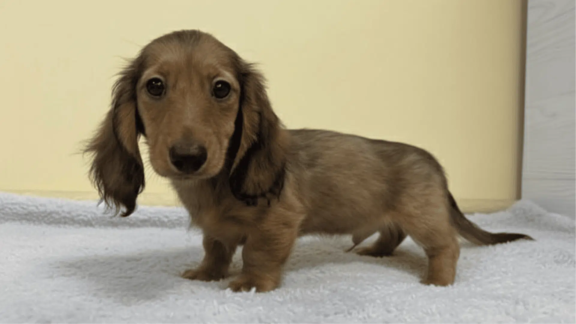 types of dachshunds sable dachshund
