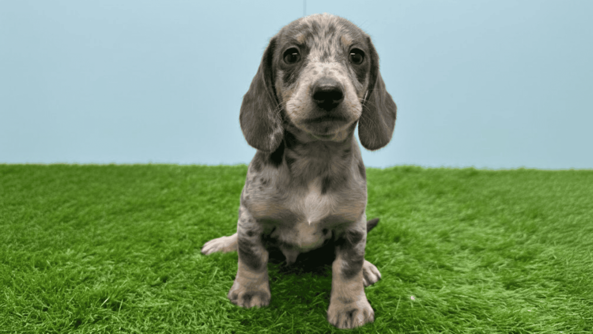 types of dachshunds smooth haired dachshund