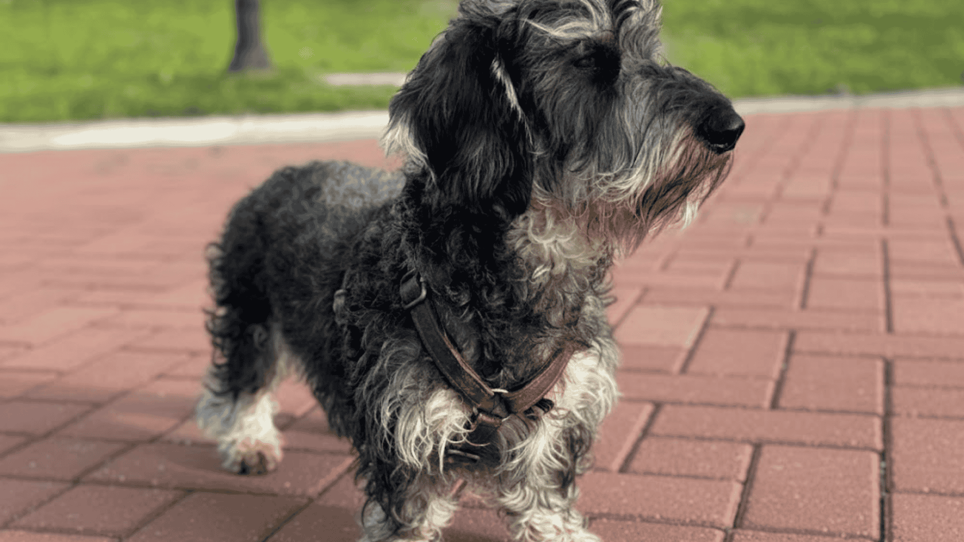 types of dachshunds wire haired dachshund