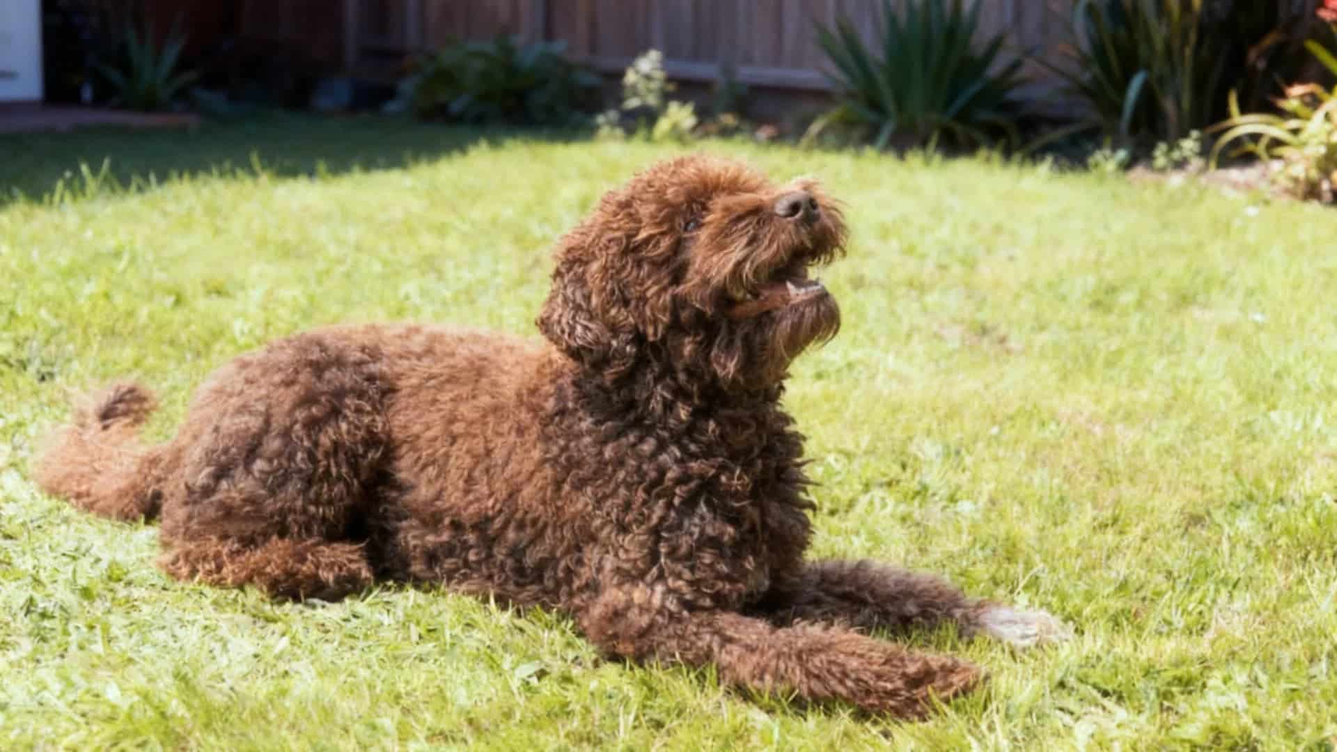 A Barbet standing in a grassy meadow backyard lawn