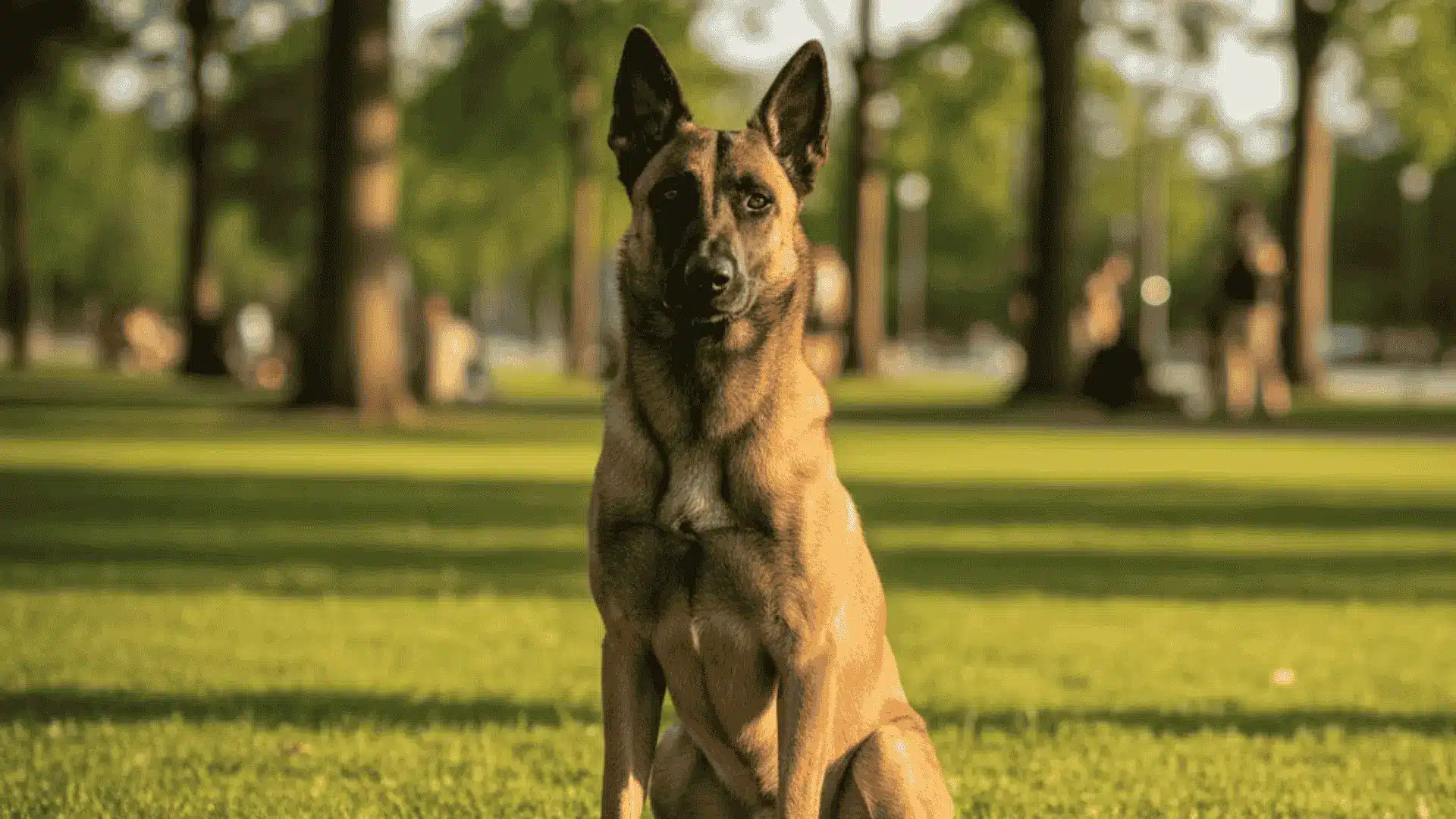 A Belgian Malinois sitting alertly on green grass in a sunny park with trees in the background