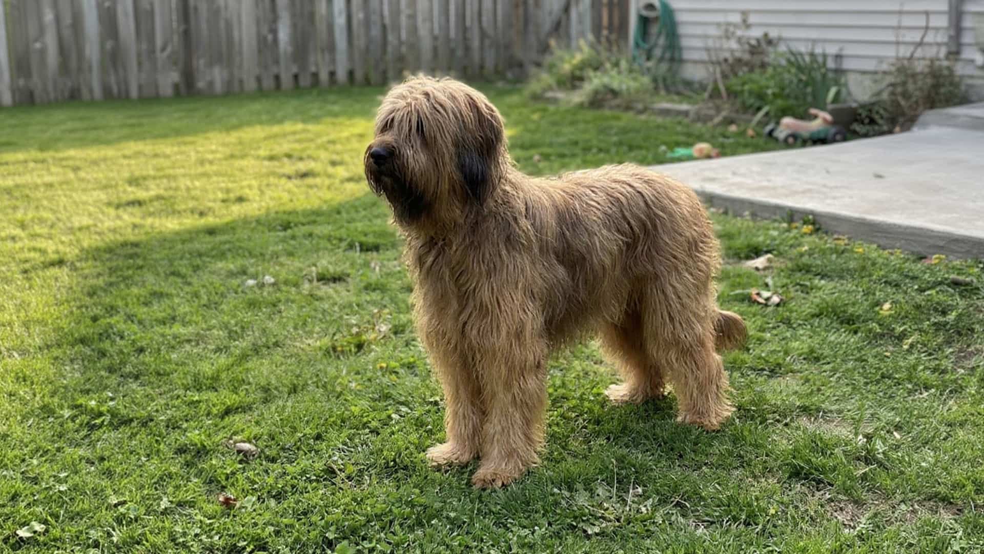 A Briard breed Dog in a grassy meadow backyard lawn