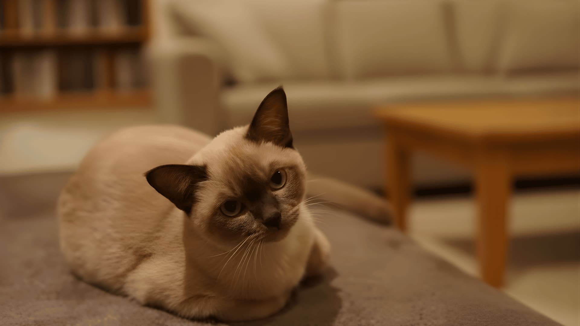 A Burmese cat sits on a brown colour couch, in a cozy, living room