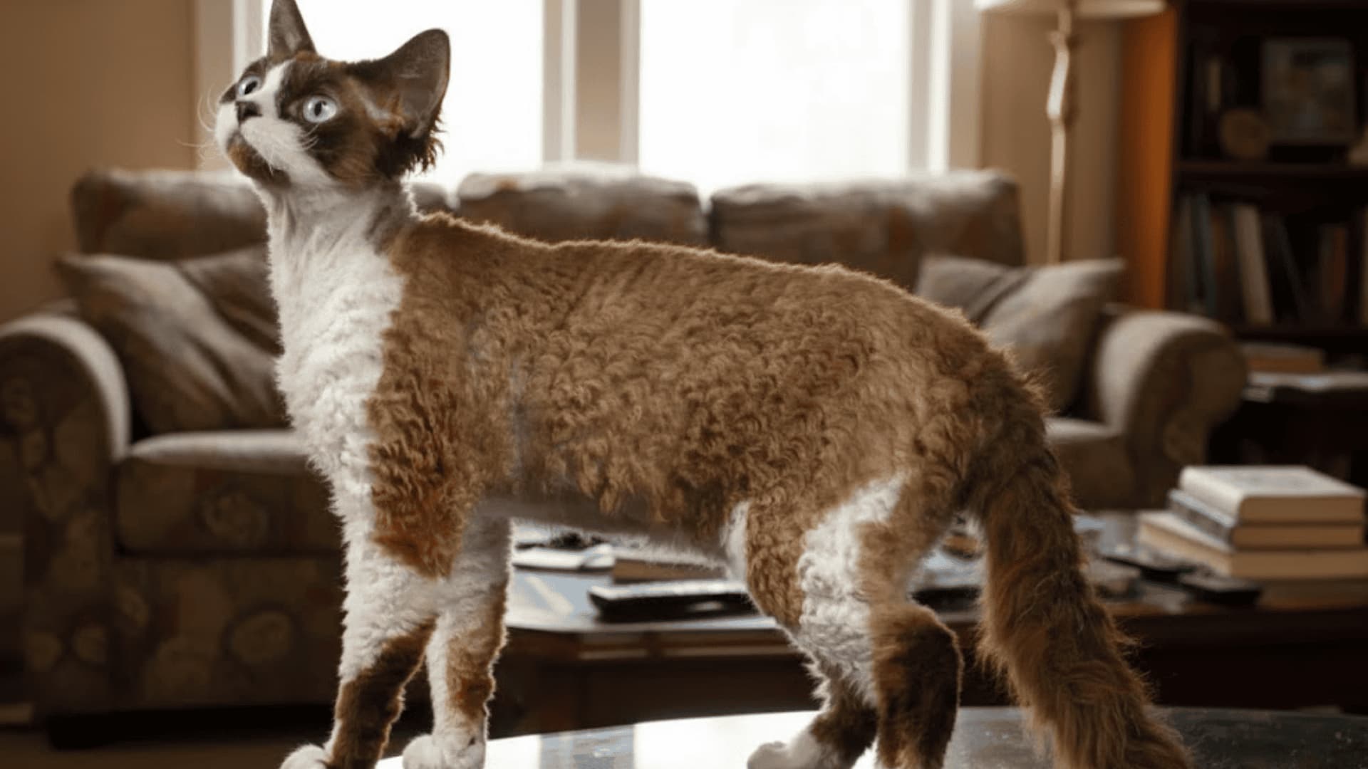 A Devon Rex cat sits on a couch in a cozy, living room.