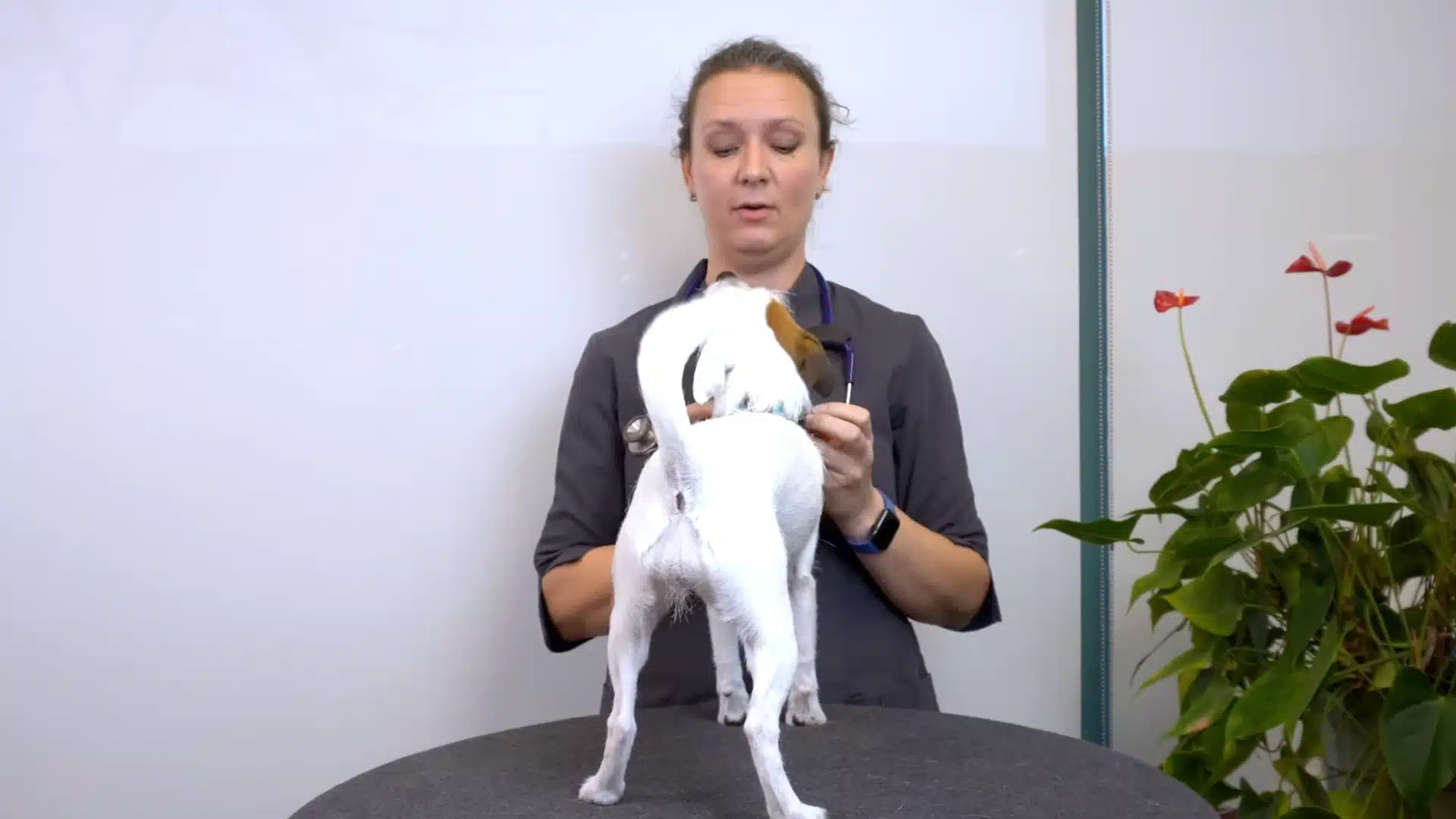 A Doctor checking a dog for choking