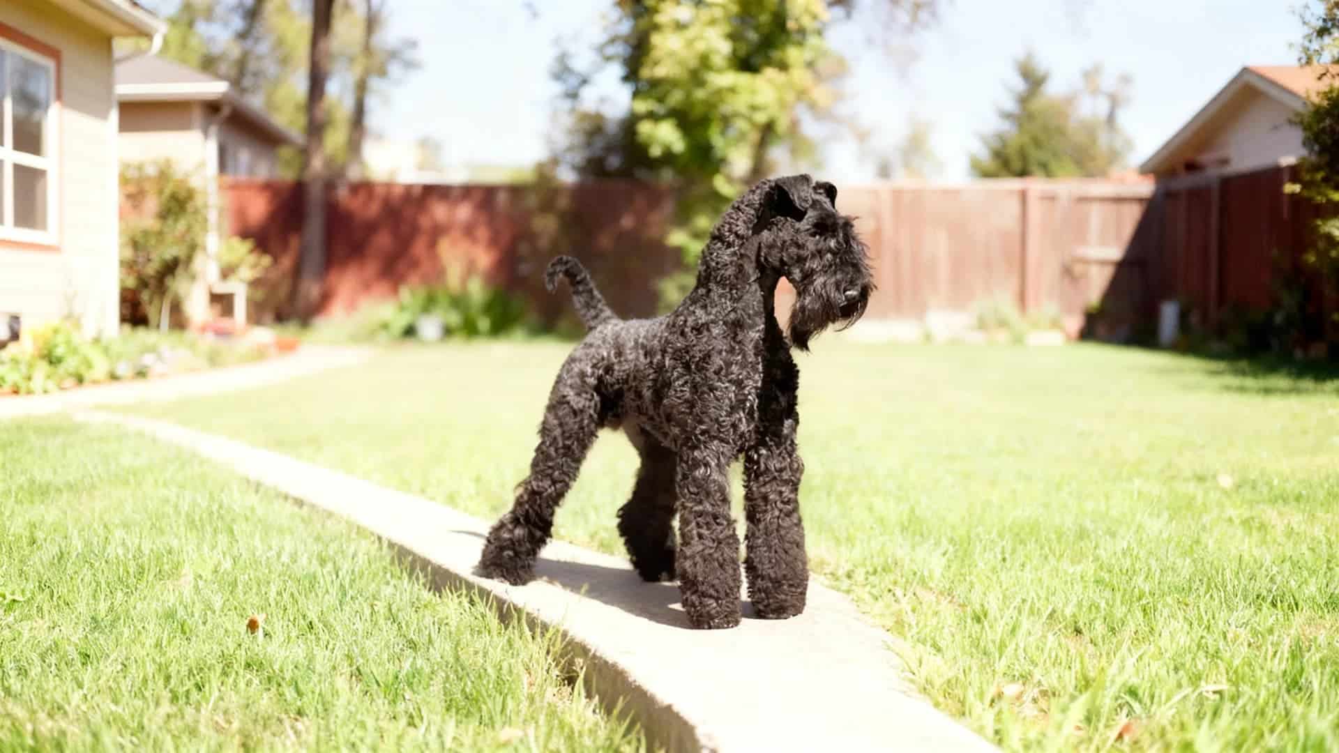 A Kerry Blue Terrier breed Dog in a grassy meadow backyard lawn