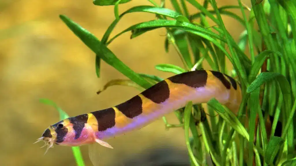 A Kuhli Loach with yellow and black bands swims through green aquatic plants in a bright aquarium