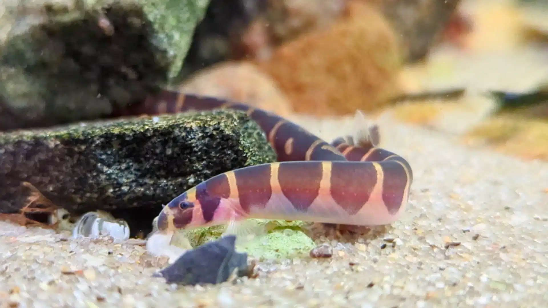 A Kuhli loach with dark brown and pinkish-yellow bands rests on sandy substrate near a dark rock in an aquarium