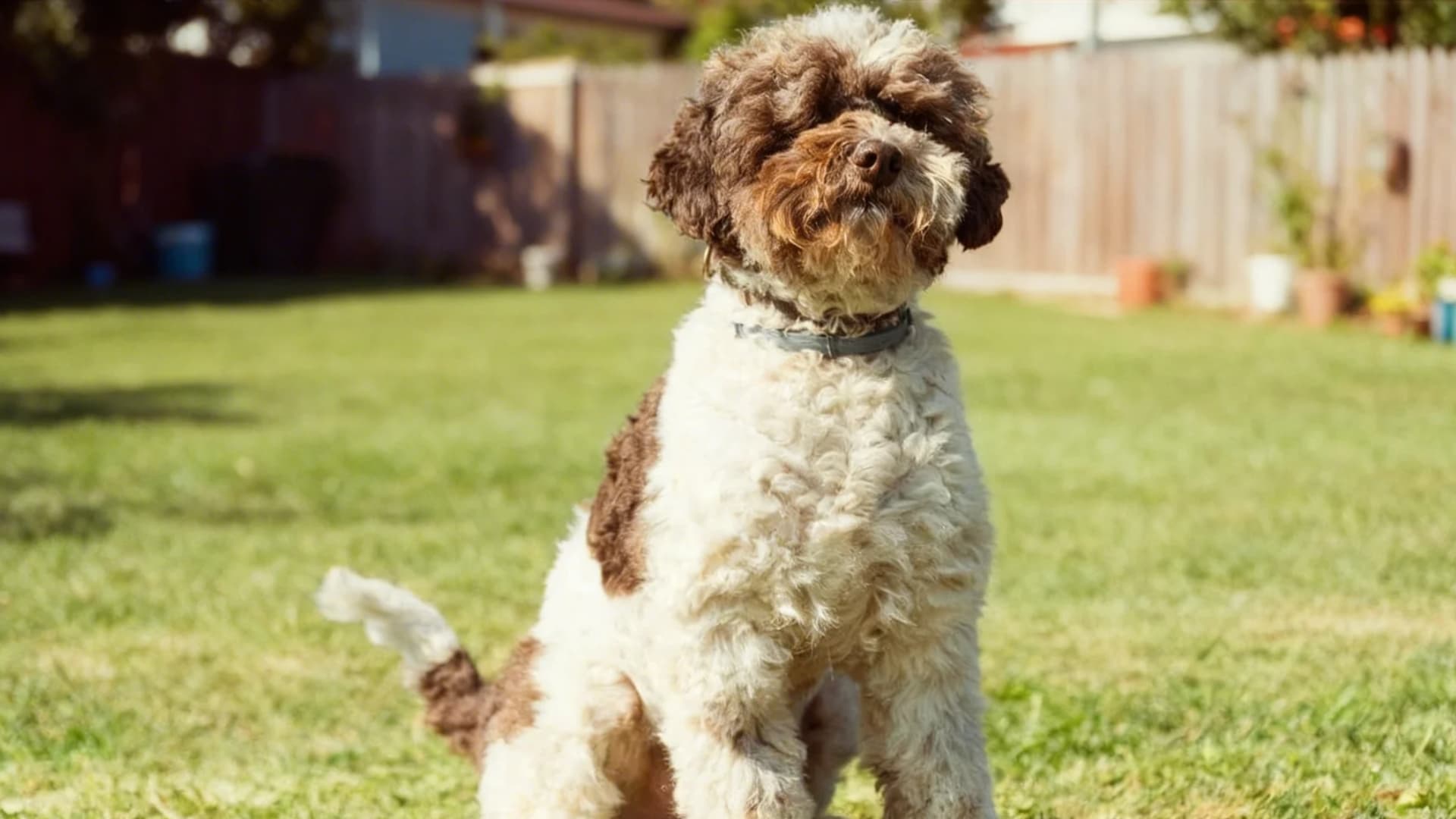 A Lagotto Romagnolo sitting in a backyard lawn during sunlight, long silky cream and golden coat flowing to the ground