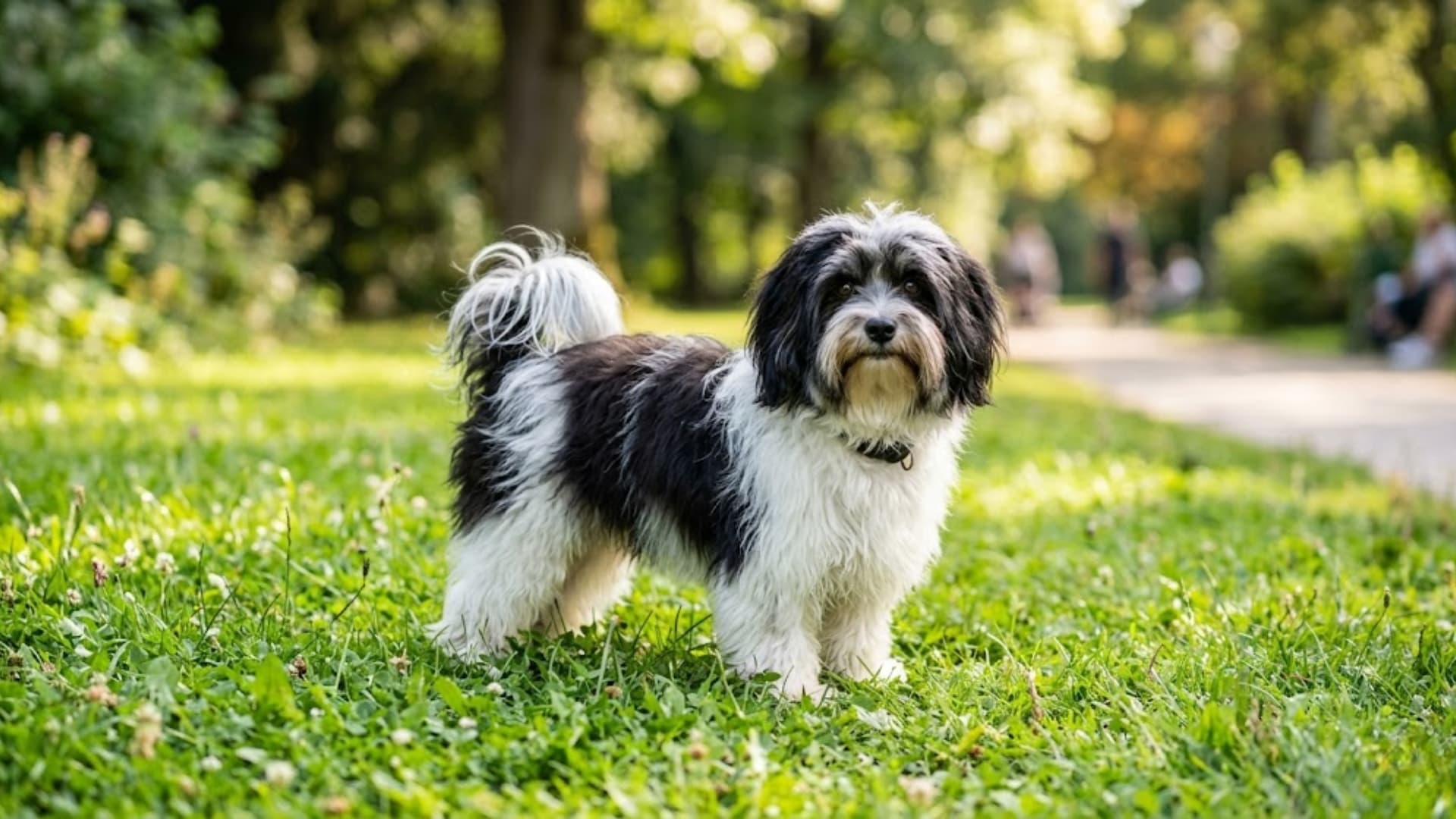 A Lowchen dog standing on green grass in a park, small fluffy companion dog with long black and white silky coat