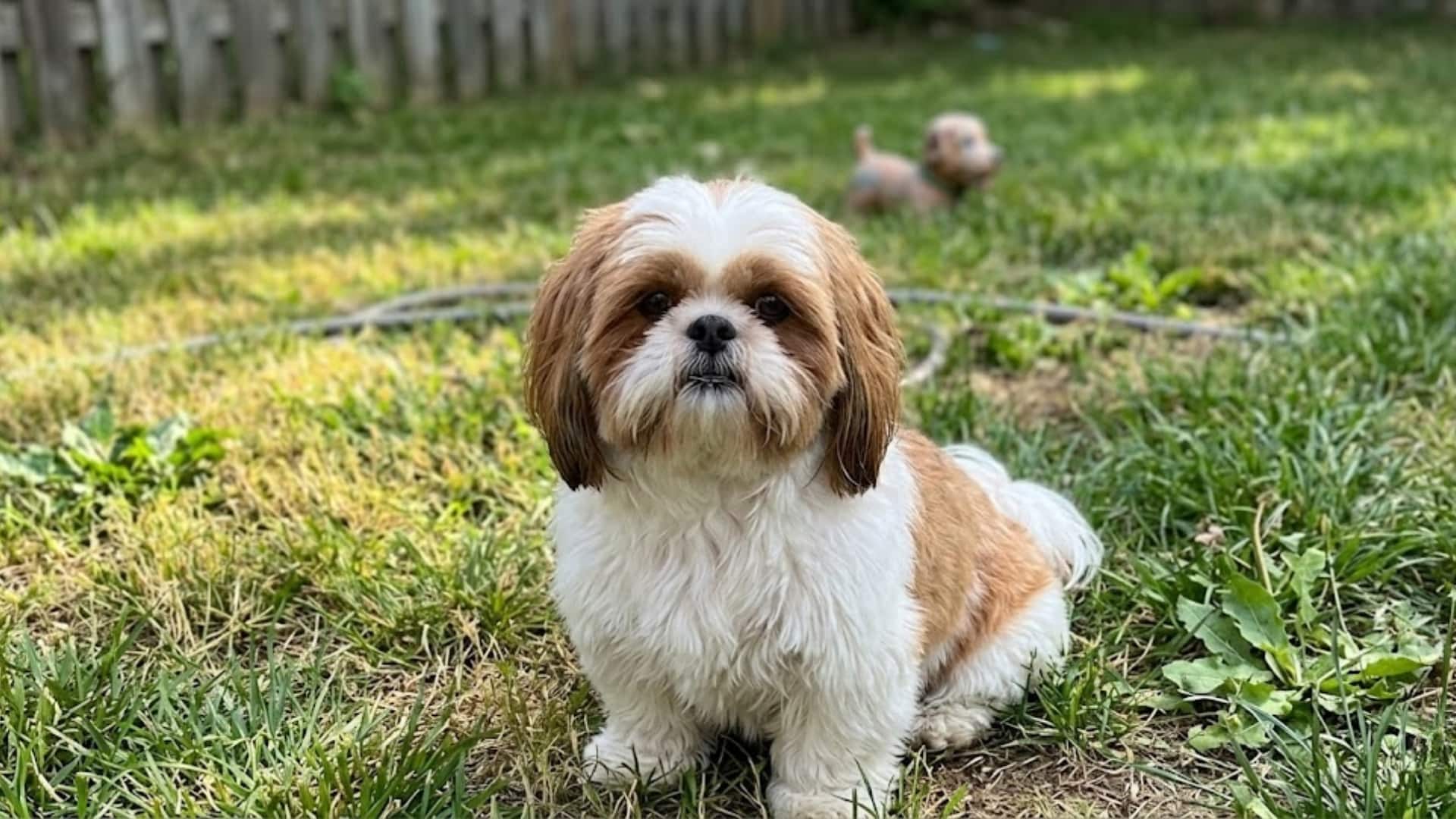 A Shih Tzu breed Dog in a grassy meadow backyard lawn
