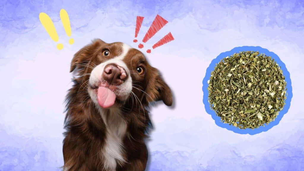 A brown and white dog sticking its tongue out next to a circular pile of dried herbs on a purple background