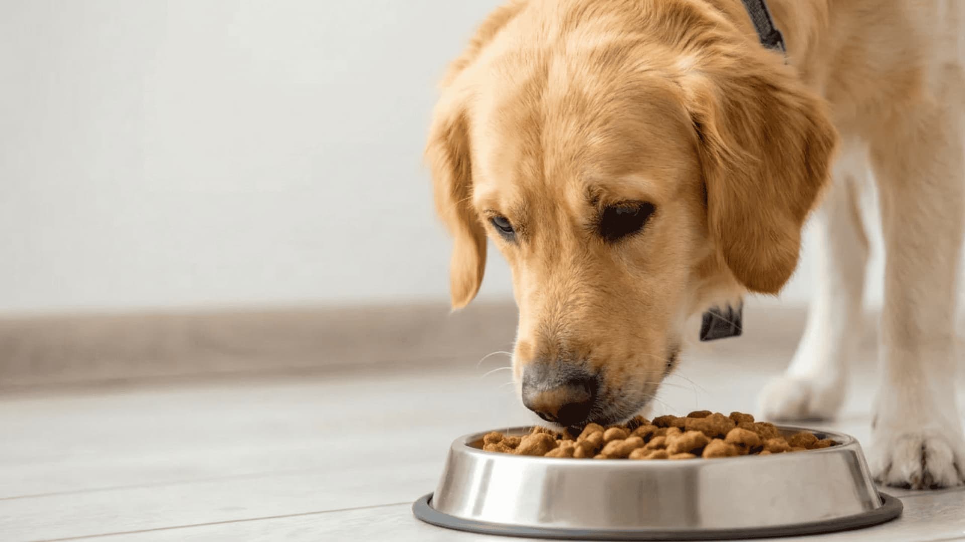 A close-up of a Golden Retriever eating kibble from a silver bowl on a wood floor.