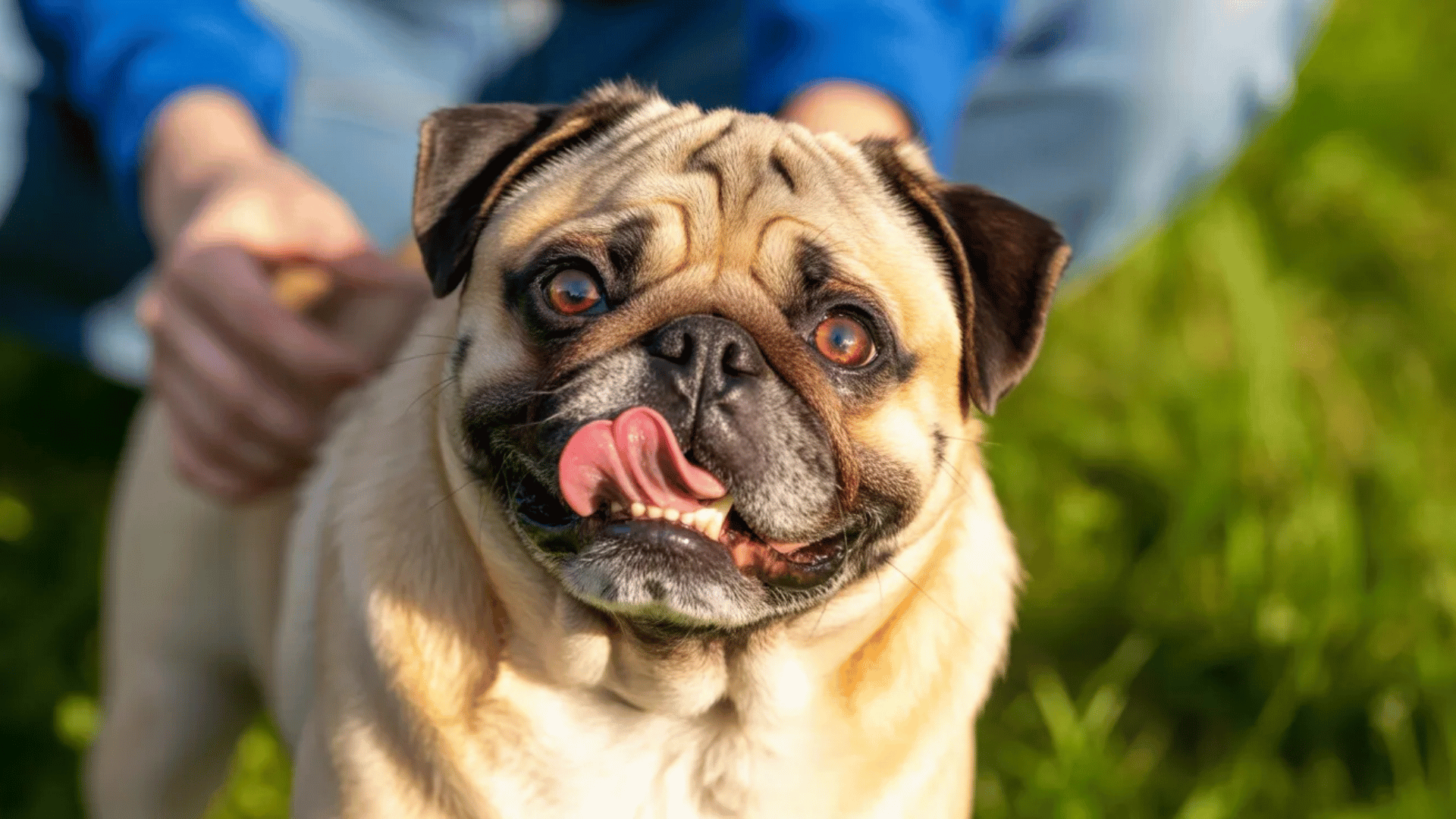 A close-up of a distressed pug with a tongue out, sitting on green grass with person gently it