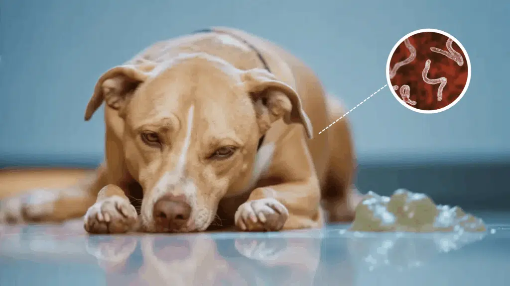 A distressed dog lying on a floor, next to a vomit on the ground. An inset shows a close-up of hookworms in dogs