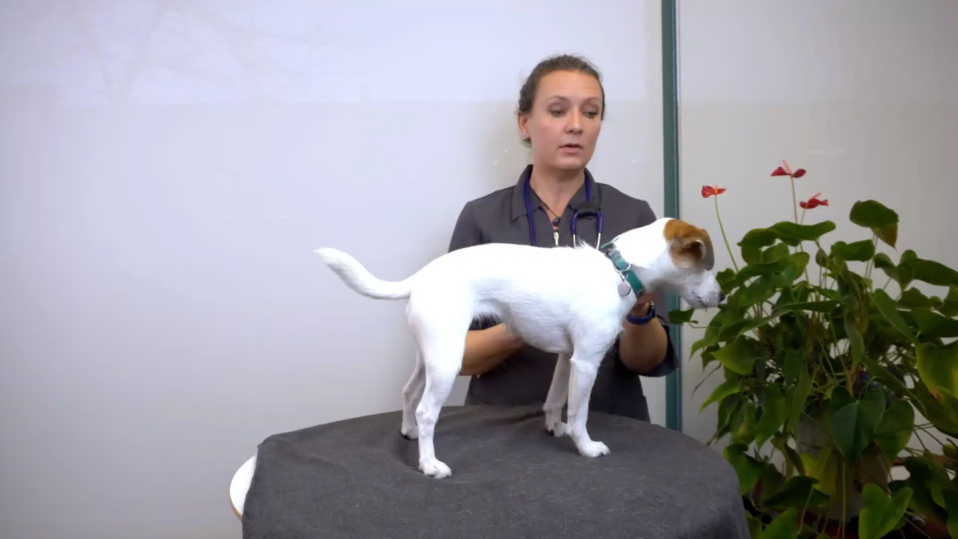 A doctor checking a dog if it is normally breathing or not