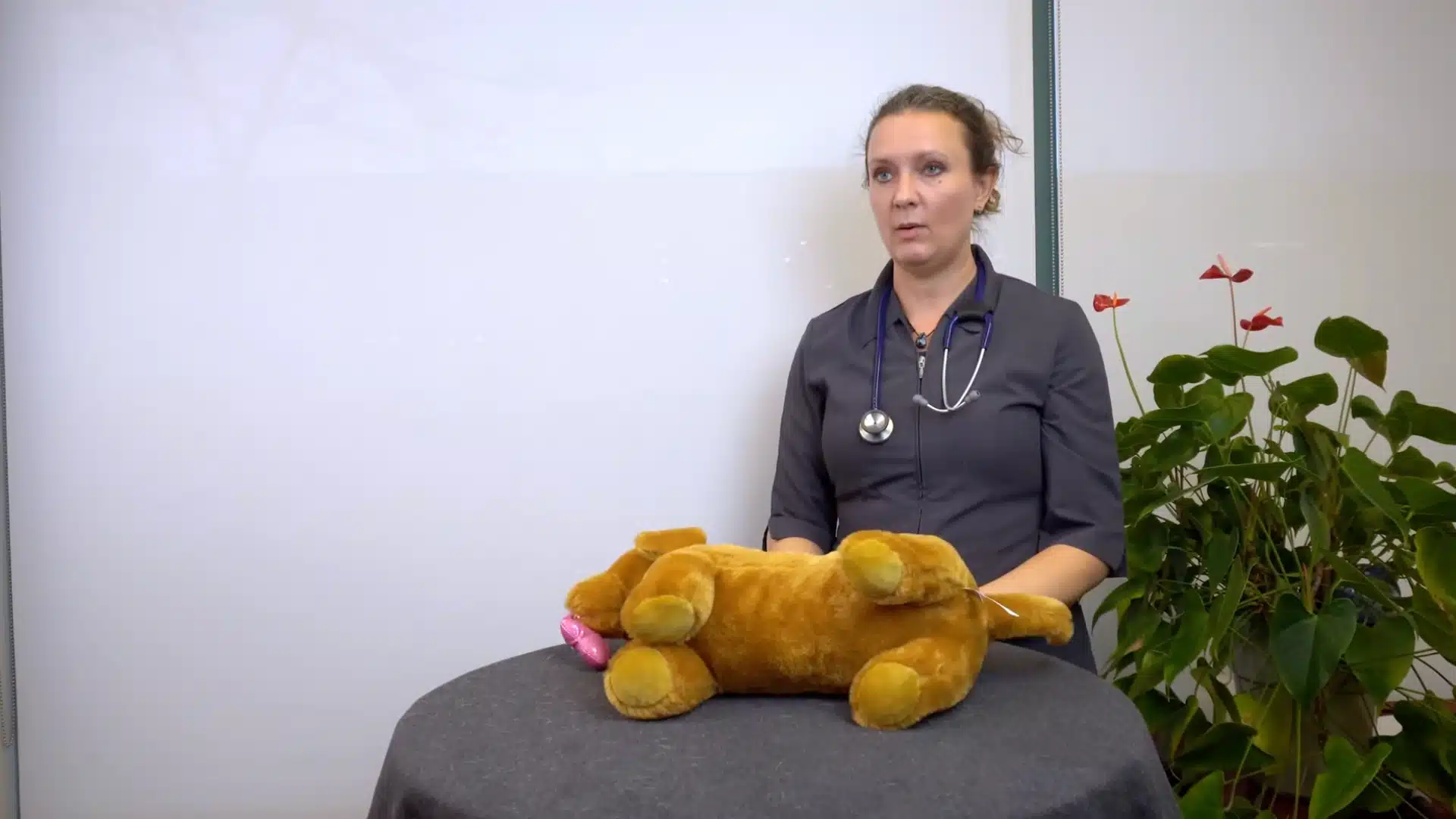 A doctor explaining side thurst method via dog stuffed toy