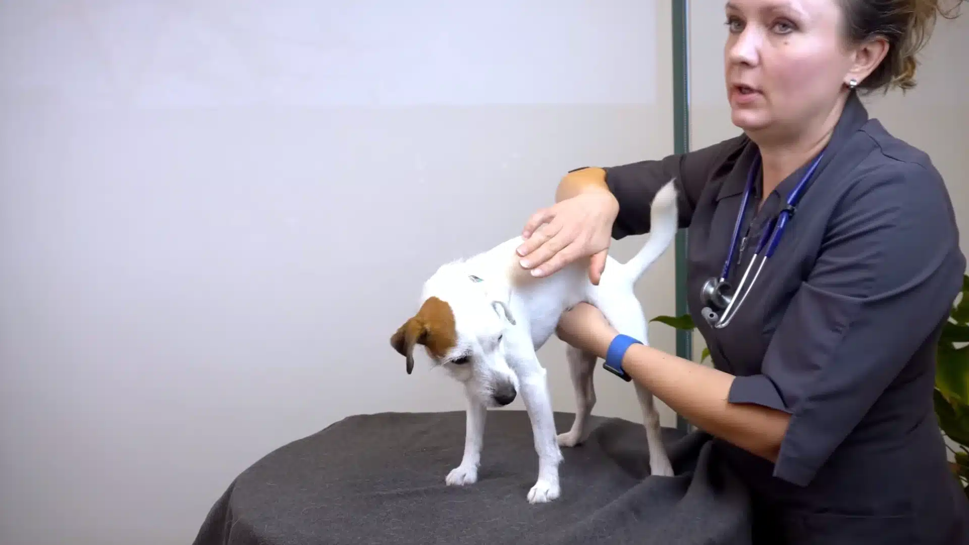 A doctor gently pressing a dog's rib pressure point
