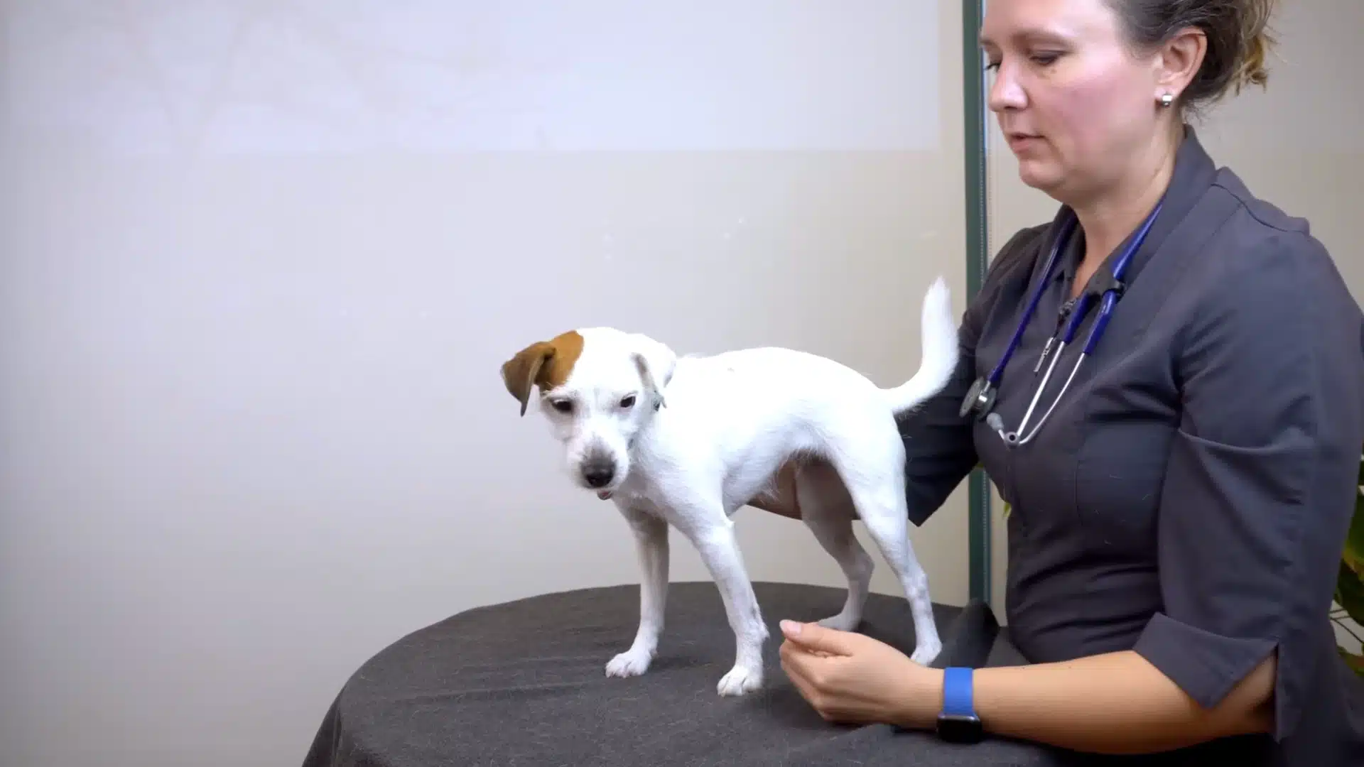 A doctor looking at the rib-end spot of a dog