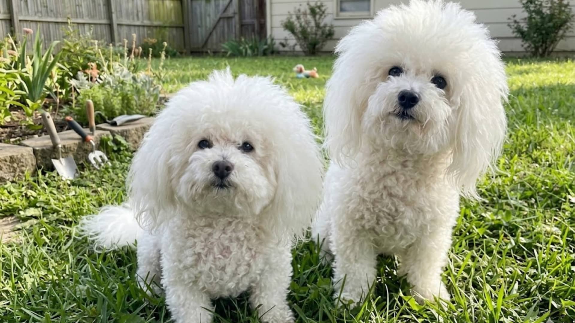 A fluffy Bolognese dogs standing on a green backyard lawn with a fence