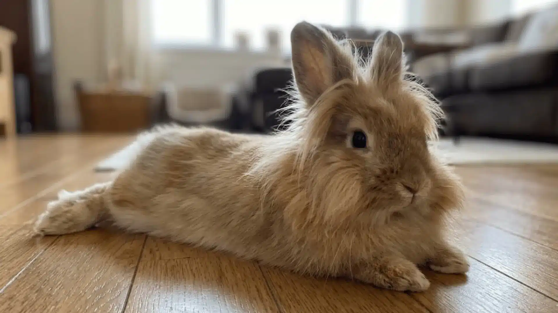 A fluffy, tan Lionhead rabbit with a prominent mane laying flat on a polished wooden floor