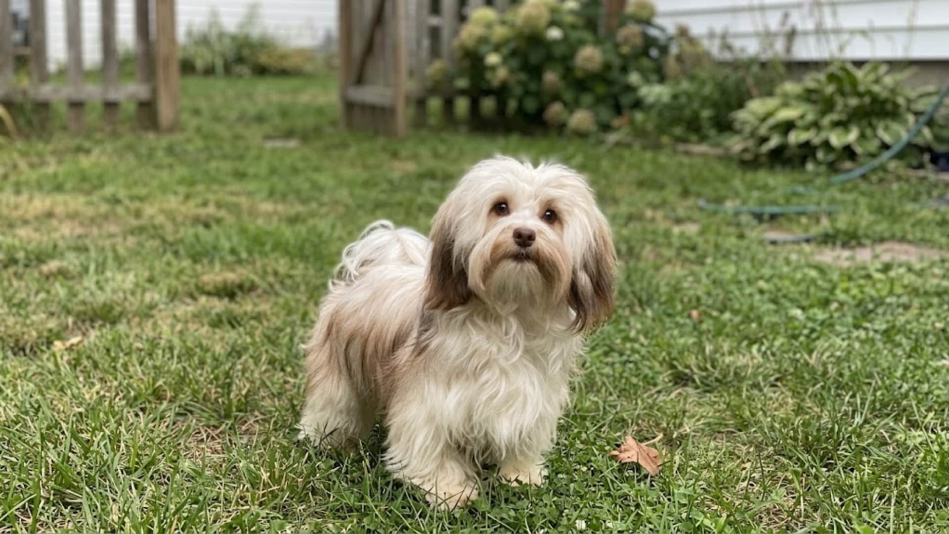 A fluffy white Havanese standing on a green backyard lawn with a fence