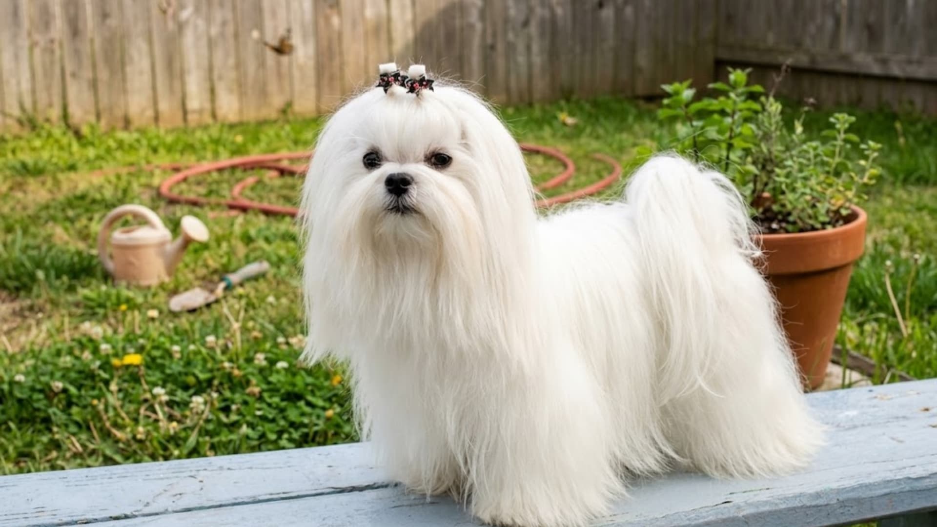 A fluffy white Maltese standing on a green backyard lawn with a fence