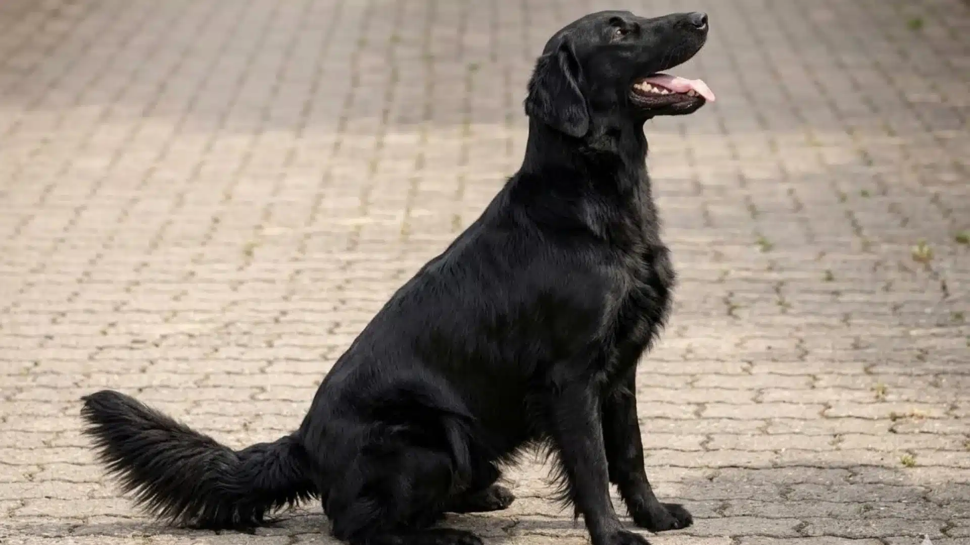A glossy black Flat-Coated Retriever sits on a paved path, looking up with an alert and friendly expression.