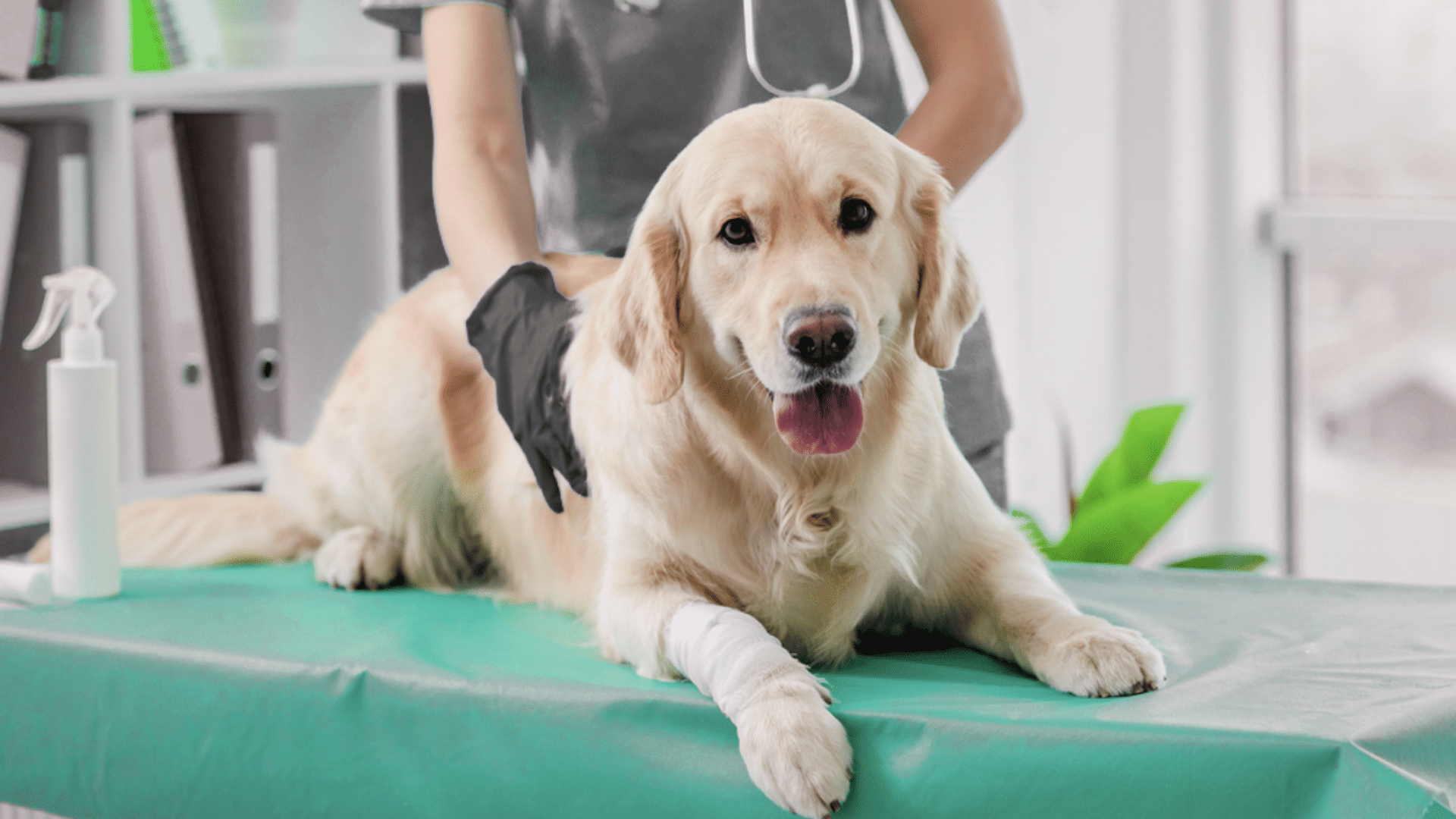 A golden retriever lies on a vet table with a bandaged paw, looking content. A veterinarian, partially visible, gently examines the dog, conveying care.