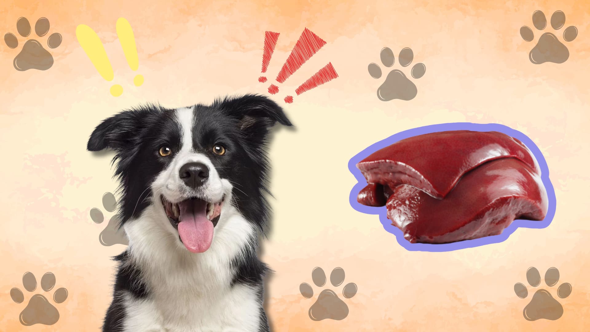 A happy border collie panting next to a piece of raw liver on an orange background