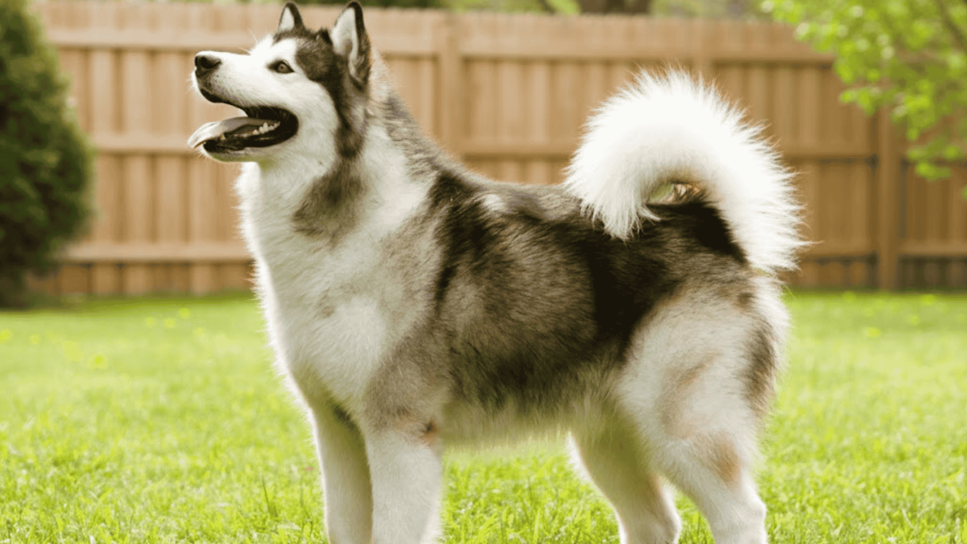 A large Alaskan Malamute Dog standing on a green lawn with a wooden fence