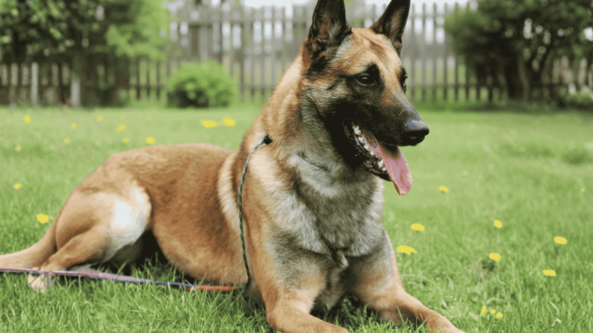A large Belgian Malinois Dog sitting on a green lawn with a wooden fence