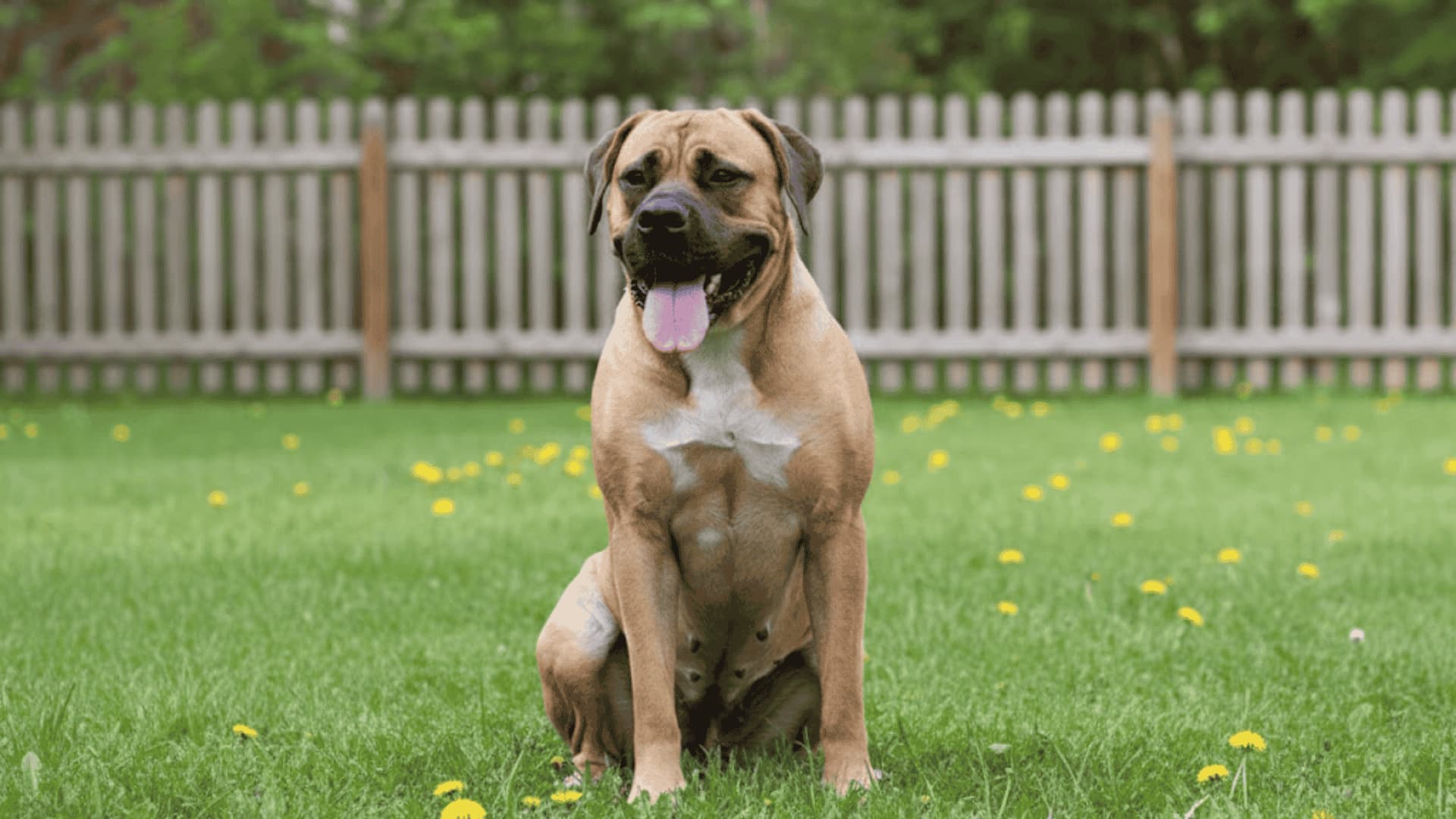 A large Boerboel Dog sitting on a green lawn with a wooden fence