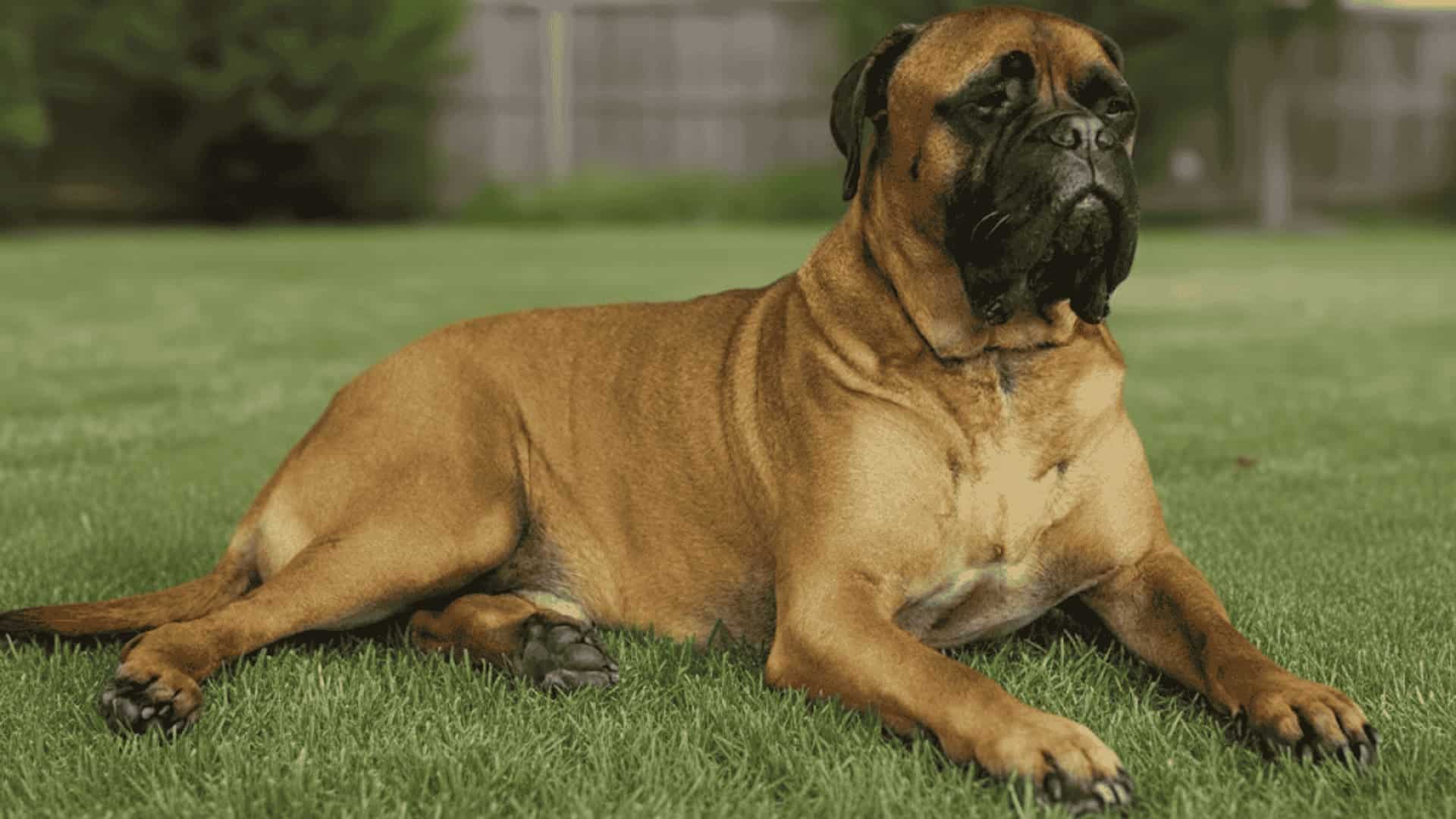 A large Bullmastiff dog sitting on a green lawn with a wooden fence