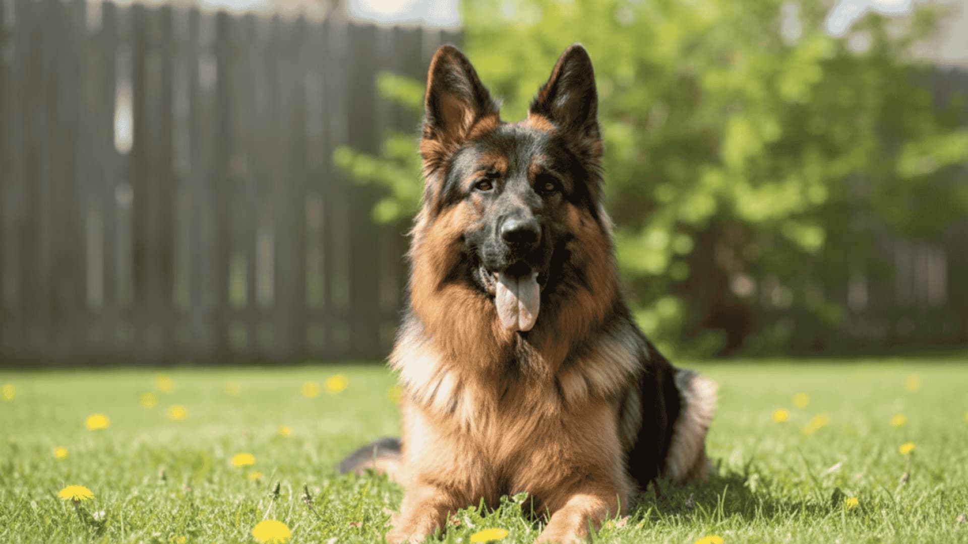 A large German Shepherd Dog sitting on a green lawn with a wooden fence