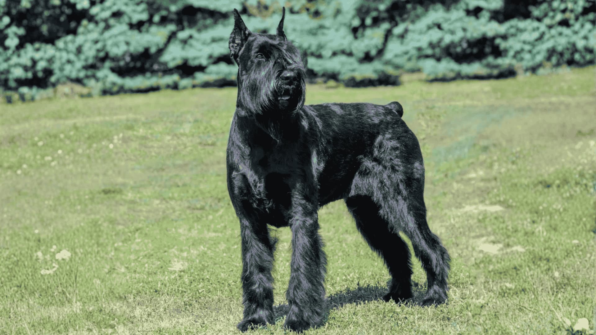 A large Giant Schnauzer Dog standing on a green lawn with a wooden fence