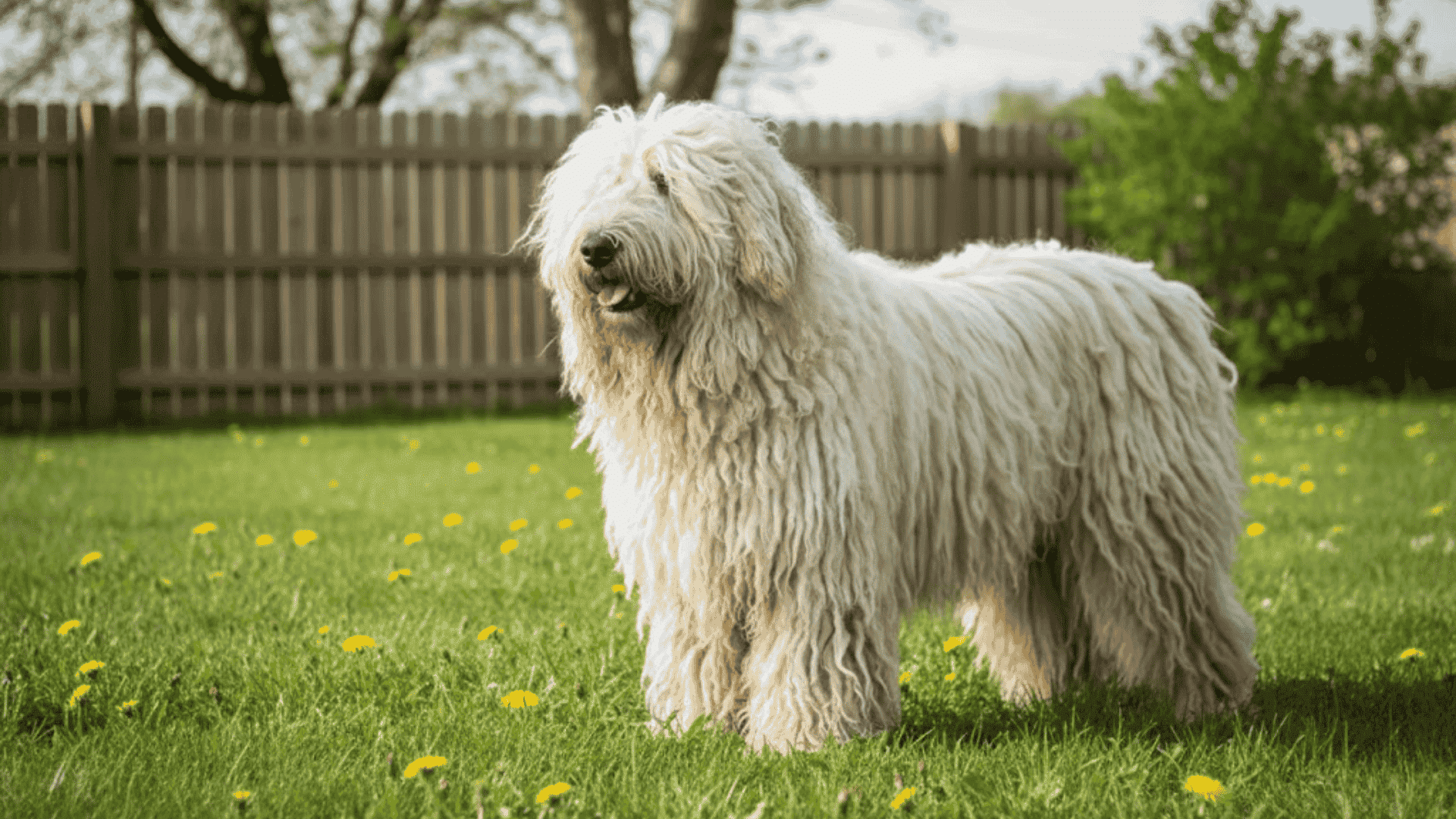 A large Komondor Dog standing on a green lawn with a wooden fence