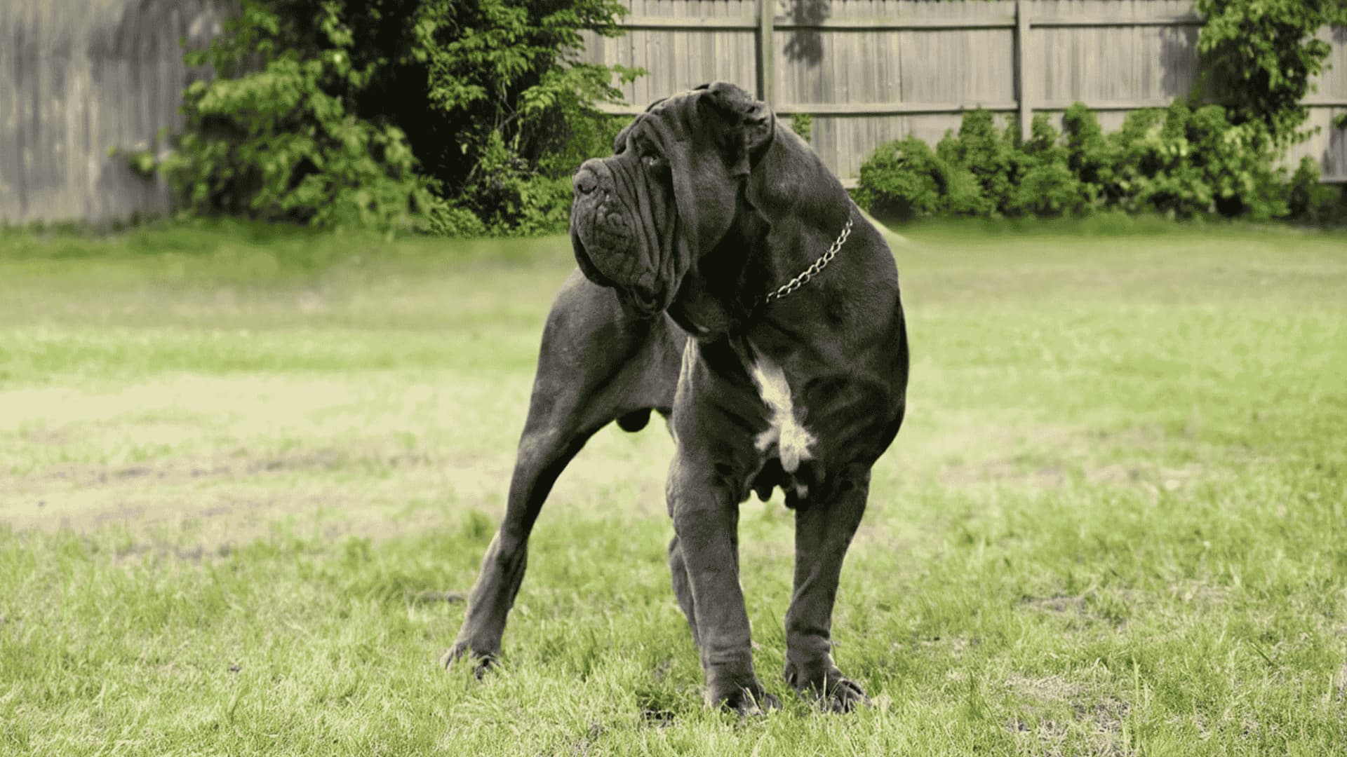 A large Neapolitan Mastiff dog standing on a green lawn with a wooden fence