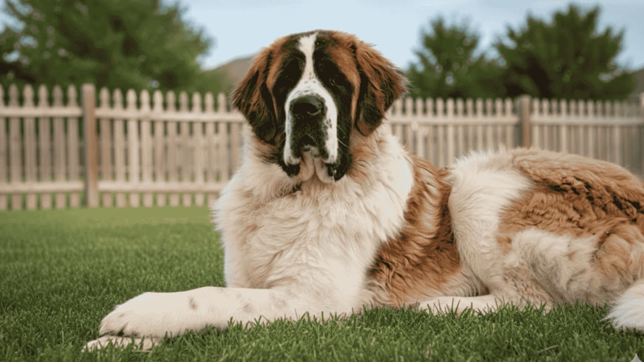 A large Saint Bernard dog lying on green grass in a suburban backyard setting. - 3