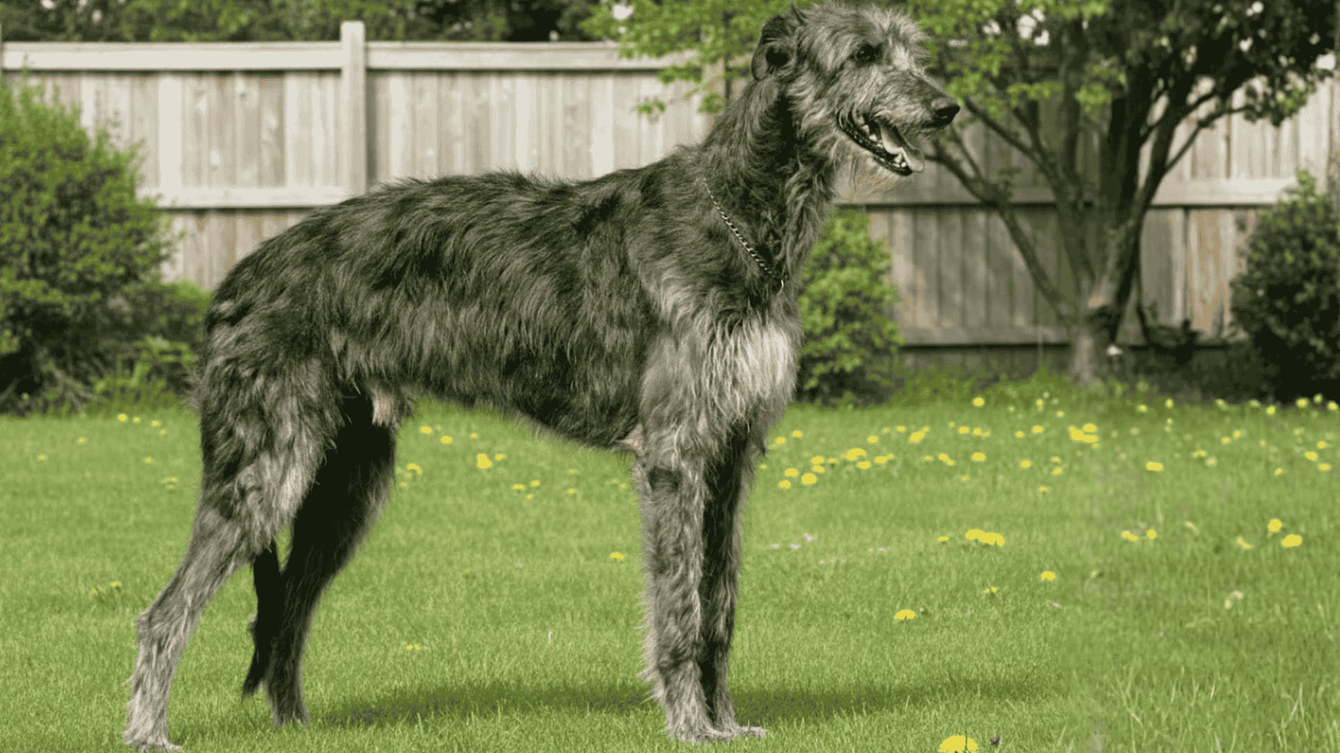 A large Scottish Deerhound dog standing on a green lawn with a wooden fence