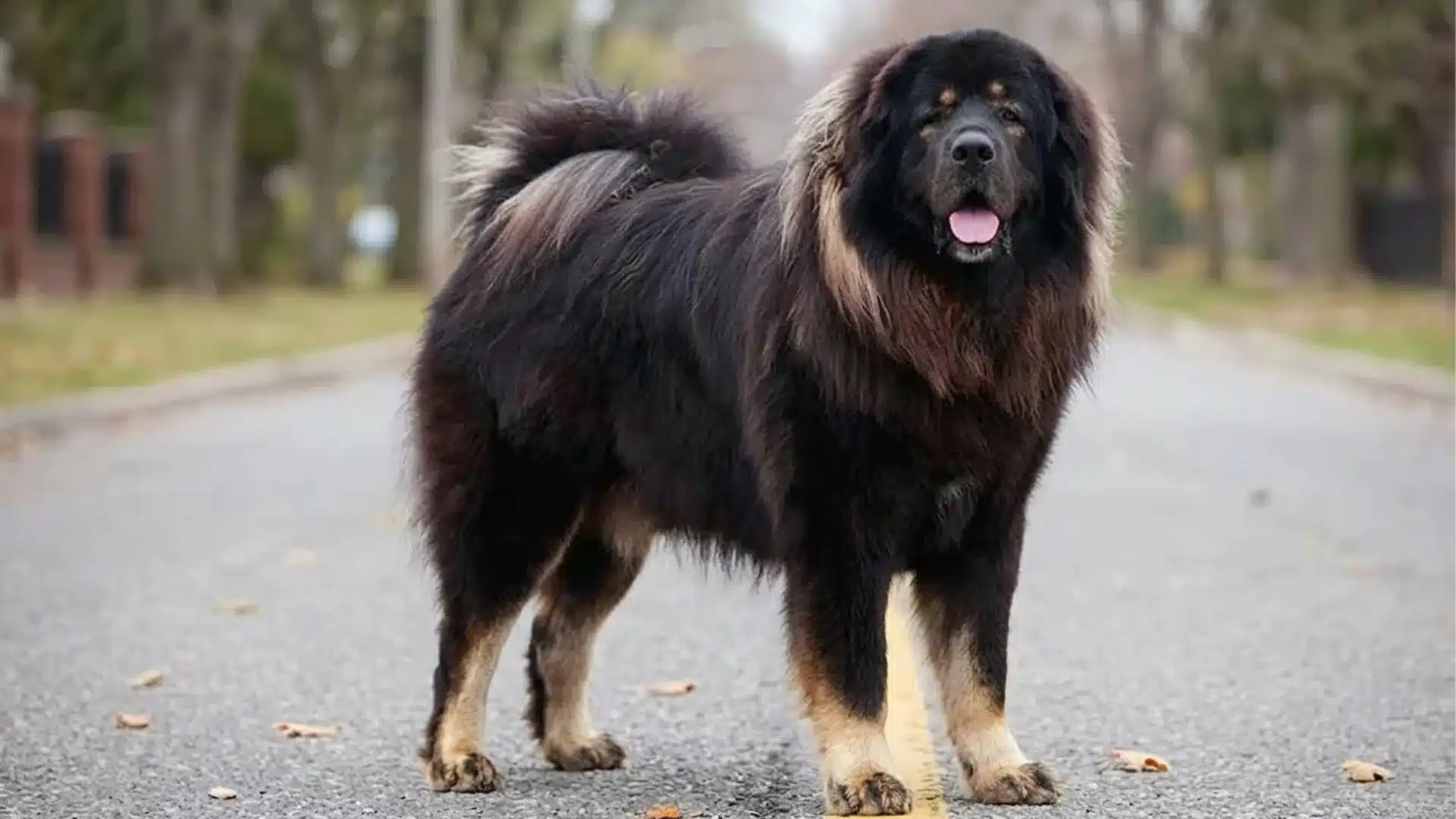 A large, powerful Tibetan Mastiff with a thick black and tan coat and a fluffy mane stands on a paved road