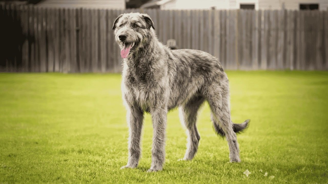 Gemini said A large, shaggy grey Irish Wolfhound standing alert on a bright green grass field - 1