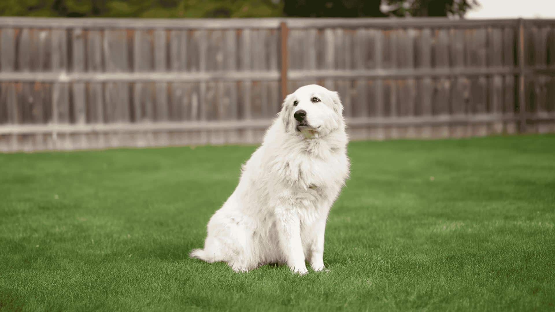 A large white Great Pyrenees dog sitting on a green lawn with a wooden fence.