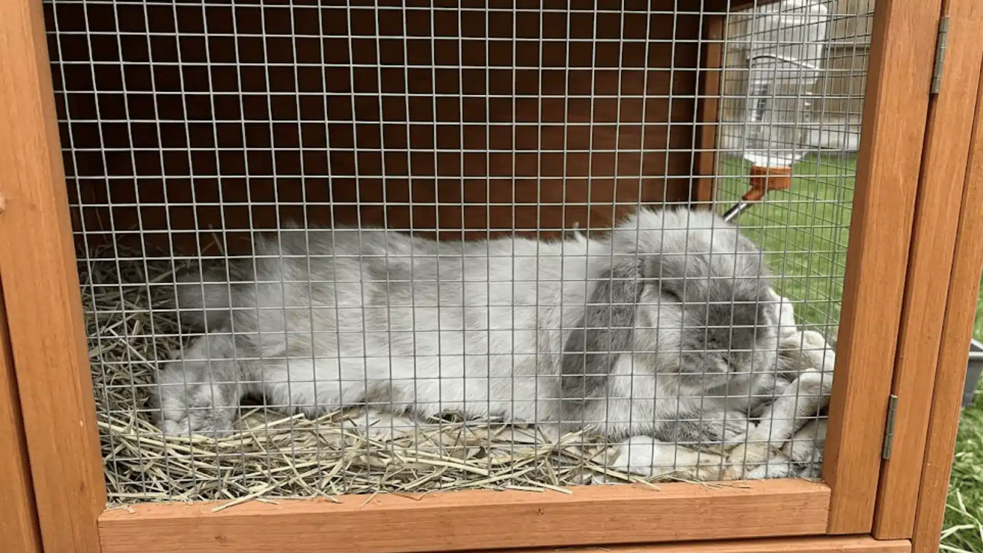 A long-haired American Fuzzy Lop rabbit resting comfortably on hay inside a wooden hutch