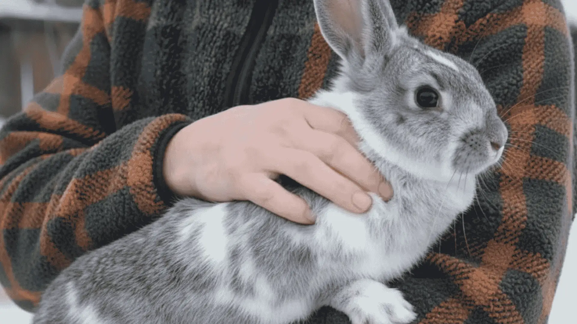 A person wearing a plaid fleece jacket gently holds a grey and white spotted rabbit