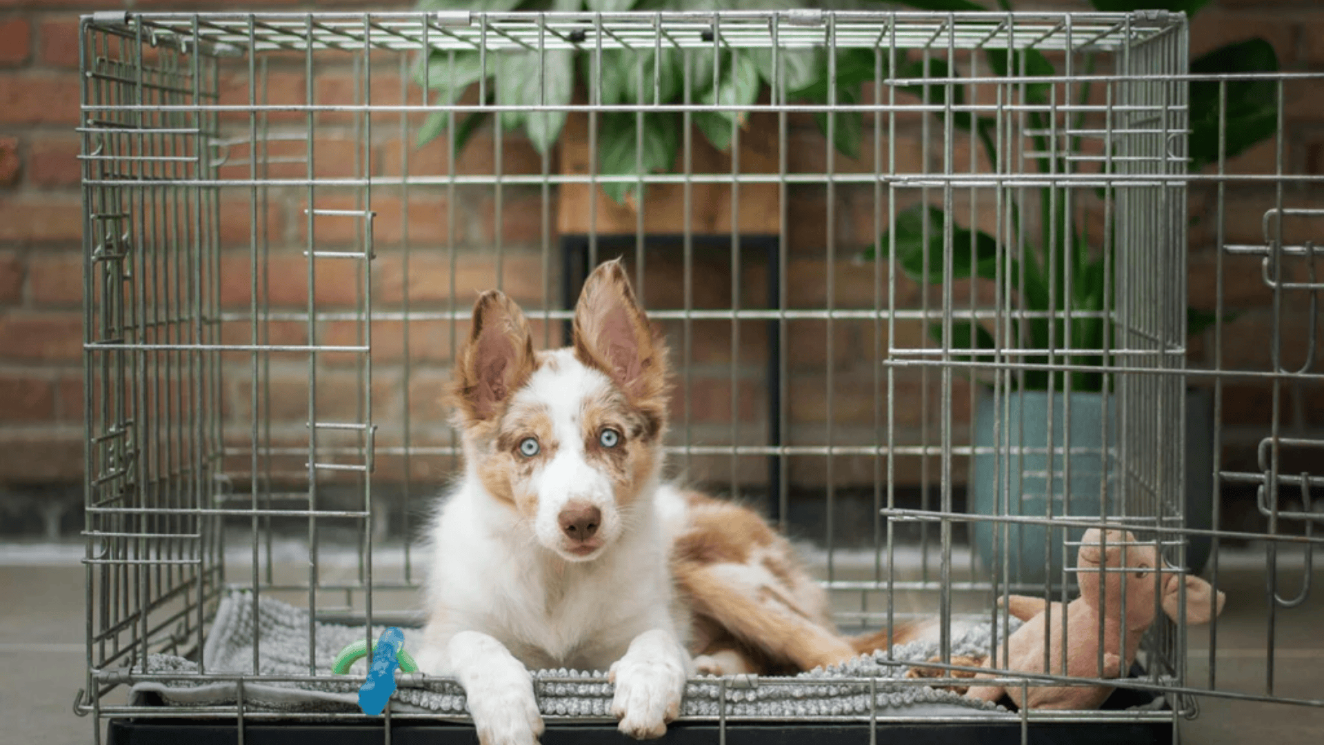 A puppy comfortably resting in a crate with a toy beside it