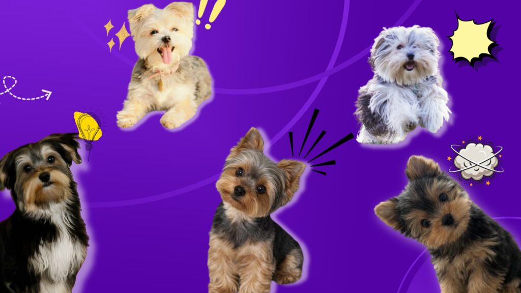 A purple background featuring several small Morkie dogs and various yellow cartoon icons