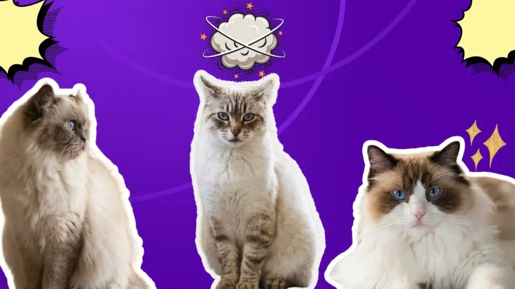 A purple background featuring several small blue eyes cats and various yellow cartoon icons
