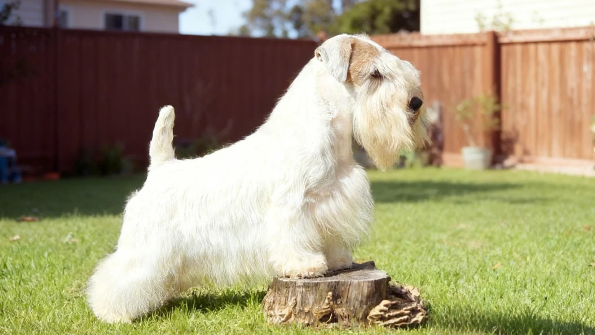 A sealyham terrier breed Dog in a grassy meadow backyard lawn